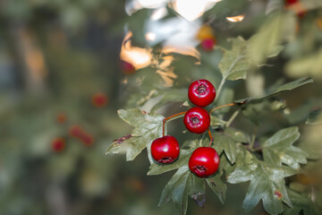 
you can see red berries on a tree branch with green leaves.