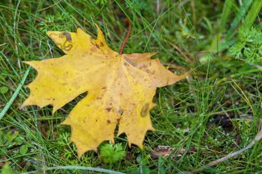 
one yellow maple leaf fallen on the ground where green grass is also visible. - Powered by Adobe