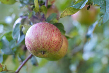 
a large red apple with yellow stripes hanging from a tree among green leaves, with another apple...