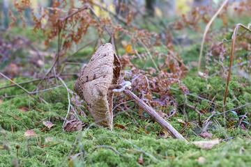 
A mushroom with a broken mushroom head among the moss
