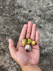 Ciplukan fruit held in hand.