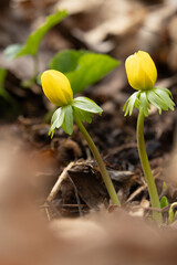 yellow winter aconite flowers emerging in early spring