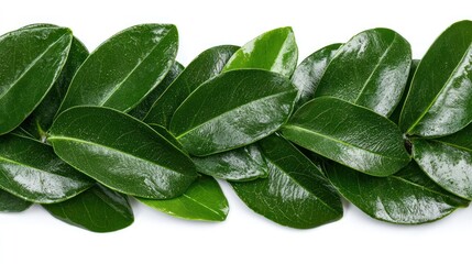 A close-up of shiny green leaves arranged in a decorative pattern.