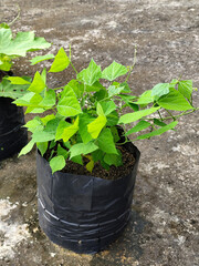 Melon plants planted in black plastic polybags.