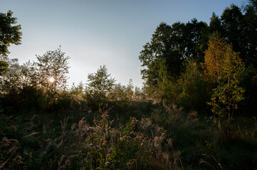 Fototapeta premium Trees against the sun, contours. Clear day.