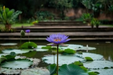 Tranquil Water Lily in Serene Garden Pond Setting with Greenery