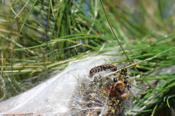 Pine processionary moth (Thaumetopoea pityocampa) and cocoon on pine tree
