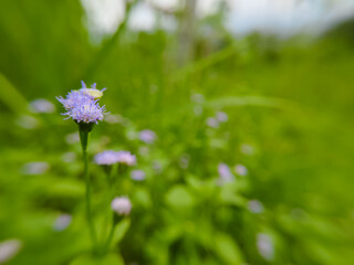 Praxelis clematidea flower plant outdoors (Clematis praxelis)