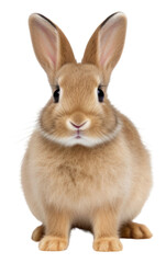 Obraz premium PNG Rabbit animal mammal rodent.