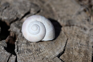 a snail on old tree trunk