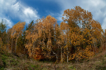 Naklejka premium Beautiful autumn landscape. Travel, hiking, freedom, active lifestyle. Autumn in the forest.