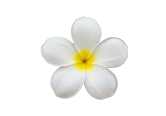 A single frangipani flower with white petals and a yellow center, isolated on white background