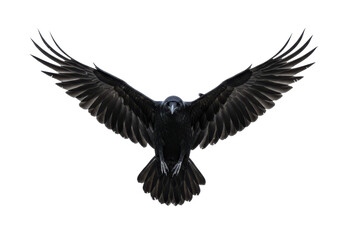 Fototapeta premium A black raven with wings fully spread, captured mid-flight, isolated on white background