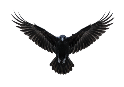 A black raven with wings fully spread, captured mid-flight, isolated on white background