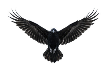 Fototapeta premium A black raven with wings fully spread, captured mid-flight, isolated on white background