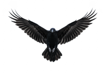 A black raven with wings fully spread, captured mid-flight, isolated on white background