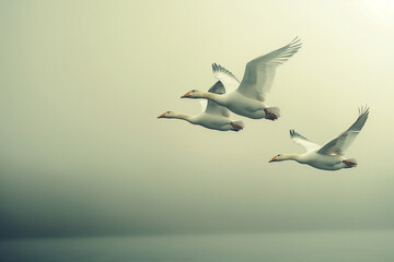Obraz premium Beautiful white geese flying on a foggy morning. Toned image. Nature and wildlife concept. Generative AI
