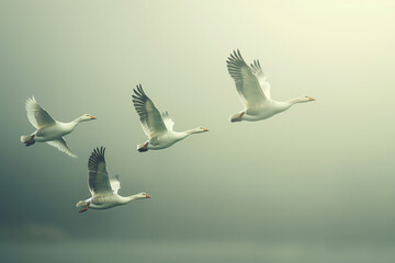 Fototapeta premium Beautiful white geese flying on a foggy morning. Toned image. Nature and wildlife concept. Generative AI