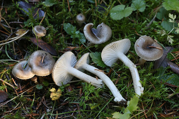 Hygrophorus pustulatus, woodwax mushroom from Finland, no common English name