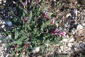 Montpellier Milkvetch (Astragalus monspessulanus) plant in nature