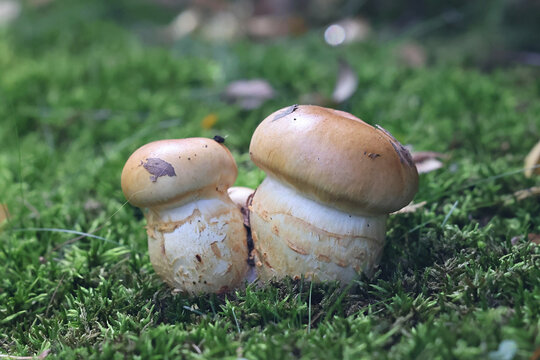 Cortinarius triumphans, known as birch webcap or yellow girdled webcap, wild mushroom from Finland
