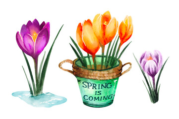 Obraz premium spring crocus flowers Set of elements clipart of spring purple and yellow crocus flowers on white with leaves in and snow perfect for textile, poster, packaging, design hand drawn digital watercolor