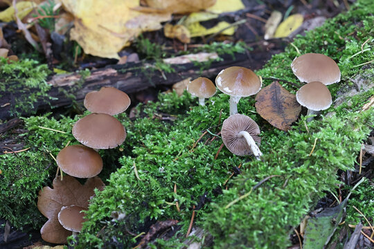 Psathyrella rostellata, brittlestem mushroom from Finland, no common English name