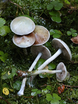 Stropharia caerulea, commonly known as blue roundhead or blue-green psilocybe, wild mushroom from Finland
