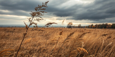 Obraz premium A Somber Image of a Field of Dry Brown Grass Against a Grey Cloudy Sky for Landscape Photography