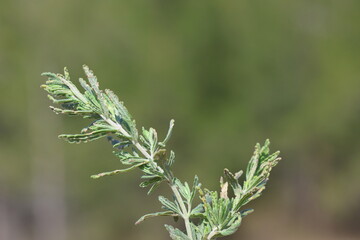 branches of Teucrium polium (felty germander) plant 