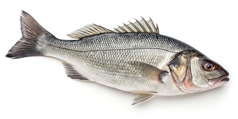 Obraz premium Fresh Sea Bass Fish Isolated on White Background for Culinary Use