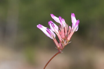 Montpellier Milkvetch (Astragalus monspessulanus) plant in nature