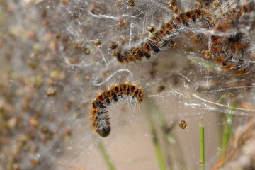Pine processionary moth (Thaumetopoea pityocampa) and cocoon on pine tree