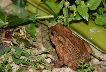 Brown toad.