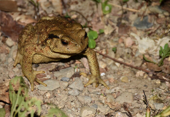Close-up of a brown toad.