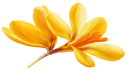 Two vibrant yellow crocus flowers blooming on transparent background