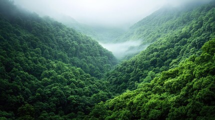Naklejka premium Misty mountain nature idea. Lush green valleys enveloped in mist create a serene and peaceful landscape.