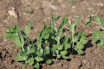 A close-up view of a pea plant growing in a field
