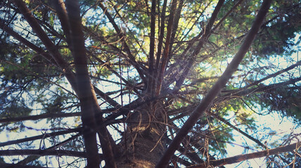 View of a pine tree trunk from below. Intertwining branches against the background of a sun glare and sky. Vintage style