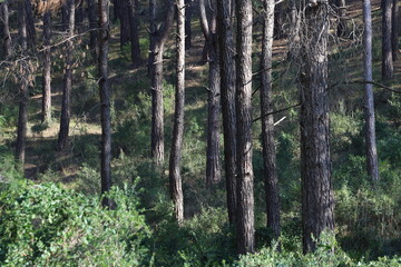 Tranquil Pine Forest with Long Trunks and Lush Green Ground Cover