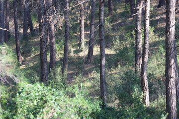 Obraz premium Tranquil Pine Forest with Long Trunks and Lush Green Ground Cover