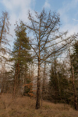 drzewo © Ula