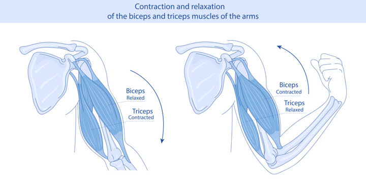 anatomy of biceps and triceps. hand drawn medical illustration.
