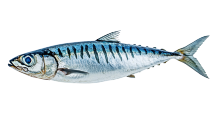 Fresh indian mackerel fish isolated on transparent background