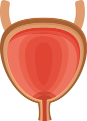 Cross section of human bladder highlighting its function in storing urine before disposal, emphasizing ureters, urethra, and overall urinary health