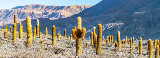 Huge cacti high in the Andes on Ruta 51 from Salta in Argentina to Chile in the late afternoon light.