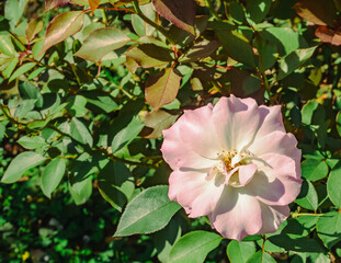 Obraz premium 前橋バラ園 ばらの花53