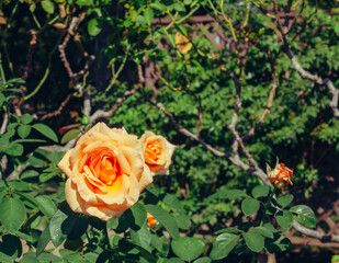 前橋バラ園　ばらの花45