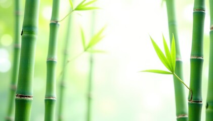 Tall bamboo stalk isolated on white background, green, nature