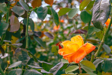前橋バラ園　ばらの花21
